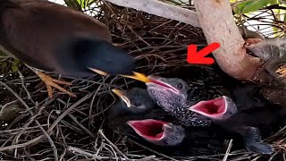 Common myna Baby Birds bite mother while eating [upl. by Siraj]