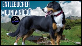 Entlebucher Sennenhund [upl. by Sitrik]