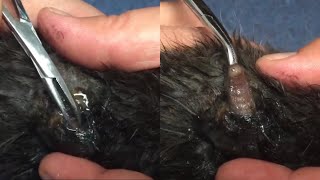 Massive Botfly Maggot Removed From Poor Cats Back Part 82 [upl. by Katherina515]