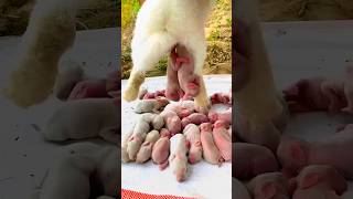 Rabbit Growth  Baby Animals 1 To 32 Days [upl. by Enak]