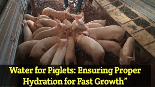 How to feed Your Piglets [upl. by Leeda]