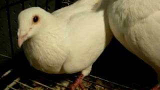 White Racers Pigeon  WWWDonsPigeonsCom [upl. by Thormora]