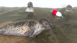 Hungry harbor seals go crazy when its feeding time [upl. by Siramaj]