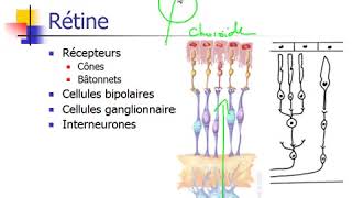 ECN anatomo physiologie de lœil et la vision 🤩🤩 Pr Hasboun [upl. by Idnem]