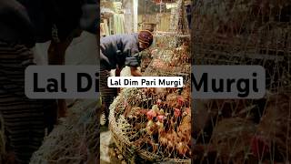 Red Layar Dim Para Murgi in Bangladeshi Market chicken redmurga shortvideo trending viralvideo [upl. by Akenihs]