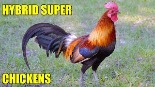 Hybrid Free Range Survival Bankivoid Gamefowl Chicken Project Update  New Chicks [upl. by Anali]