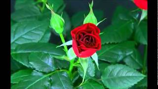 Blooming Red Rose Timelapse [upl. by Ariec]