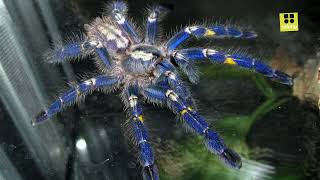 Poecilotheria metallica SpiderGooty Sapphire Ornamental Tarantula [upl. by Laurentium]