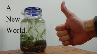 Creating A New Ecosphere Enclosed Ecosystem Jar [upl. by Petrina]