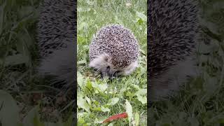 🦔 Hedgehog eating grass and runs off  A big hedgehog in the garden animals shorts [upl. by Hiltan]