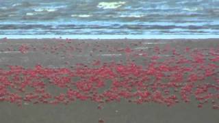 Red crabs in delta of Mandarmani where river Soula meeting Bay of Bengal [upl. by Drofub258]