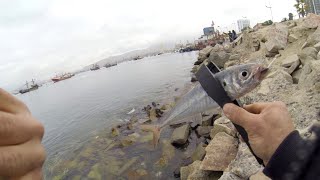 Pesca UL Jureles en el Water Polo  Coquimbo Chile [upl. by Thoma528]