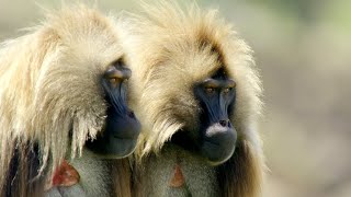 These Ethiopian Geladas Produce a Very Humanlike Sound 4K [upl. by Atiuqa]