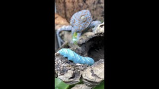 My Tokay Geckos eat BLUE GUMMY CATERPILLARS Tokay Gecko Feeding shorts [upl. by Anilejna451]