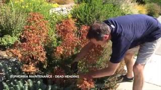 How to Maintain Euphorbia  Dead Heading [upl. by Elah]