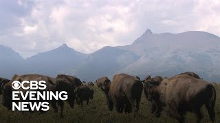 Blackfeet tribe returns buffalo to American west [upl. by Ezana]