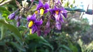 Bittersweet Nightshade Solanum Dulcamara  20120613 [upl. by Ho]