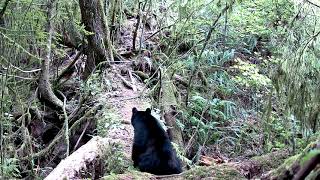 Meidase P60 Trail Camera  Mother bear lays down where she can see cubs [upl. by Ynneh77]