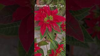 Care Tips For Poinsettia Plant poinsettia winterplants wintergarden plants shorts caretips [upl. by Worsham861]