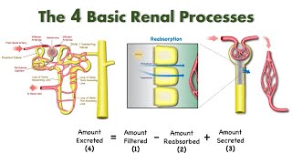 Elements of Renal Physiology Filtration Reabsorption Secretion and Excretion [upl. by Esinej723]