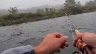 FALL FLY FISHING THE CATSKILLSBIG BROWNS [upl. by Mingche]