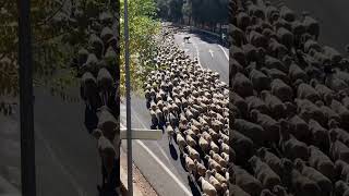 TRASHUMANCIA 🐑🐑🐑 [upl. by Anhsirk]