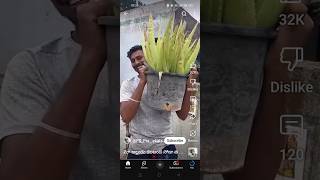 Kalamanda soda anta roi😰 viralvideo telugu trending kalabanda aloveravillagestyle sodafood [upl. by Zuleika]