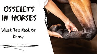 Osselets in Horses What You Need to Know [upl. by Ymeraj]