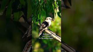 Kookaburra Sounds and Cockatoos wildlife animals birds nature sounds 💞🤟 [upl. by Benita]