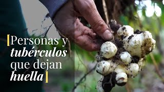 Yuca ➞ Yacón ➞ Tupinambo ➞ Cúrcuma [upl. by Norraf374]