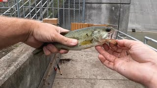 Dam fishing with minnows [upl. by Snehpets590]