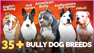 38 Bully Dog Breeds That Can Be Great Family Pets [upl. by Mcgean]