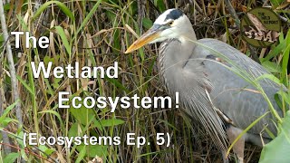 Ecosystems Episode 5 The Wetland Ecosystem 4K [upl. by Carny817]