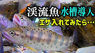 捕獲した渓流魚を水槽導入！エサ入れてみたらまさかの… [upl. by Ronnie466]