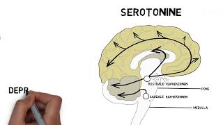 Neurotransmitters 24 serotonine [upl. by Morry47]