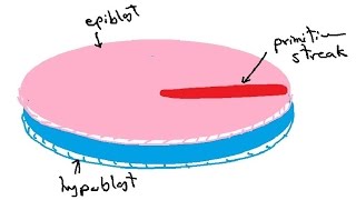 bilaminar and trilaminar embryonic disc  gastrulation  english  DR SAMEH GHAZY [upl. by Lanita]