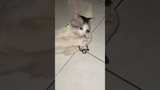 Funnycat😍 fyp shorts shortvideo viralvideo youtubeshorts funny fannycats kucingkampung [upl. by Urissa809]