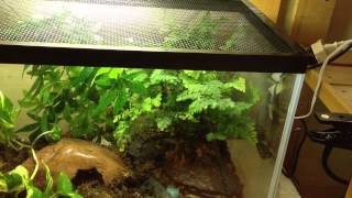 Updated eastern tiger salamander tank setup [upl. by Keating393]