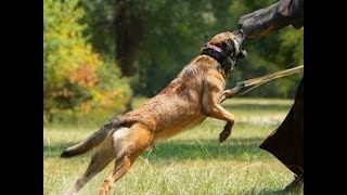 belgian malinois attack [upl. by Elmo]