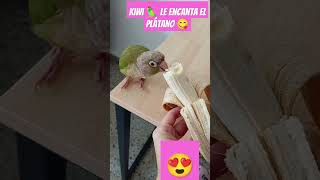 Kiwi 🦜 y su plátano 😋😂lorito loro pyrrhura comiendoconflow comiendo shorts animalesfelices [upl. by Sirmons]