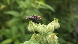 The Housefly selyan1980 [upl. by Marne]