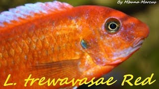 African Cichlid  Labeotropheus trewavasae quotMpanga Redquot Mbuna [upl. by Irrot]