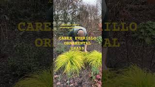 Ornamental Grass Carex “Everillo”WEBSHOP httpspergolanurseriesecwidcom [upl. by Salohcim600]