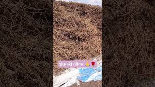 शेतकरी जीवन 🙏🌹farm shorts soybean काढा [upl. by Pantheas]