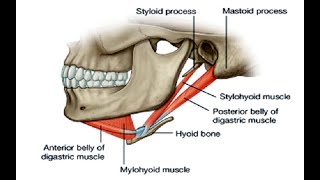 Two Minutes of Anatomy Suprahyoid Muscles [upl. by Ettenav]