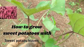 How to Grow Sweet Potatoes at Home [upl. by Constantine]