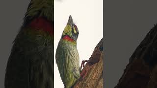 🐦☆³⁰•⁶ Family Megalaimidae 34  Asian Barbets ▪︎ Coppersmith Barbet Psilopogon haemacephalus [upl. by Araas489]