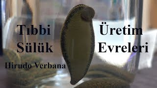 Tıbbi Sülük Üretim Evreleri  Hirudo Verbana [upl. by Name]