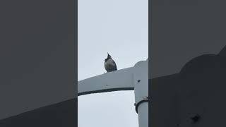 Blackcollared starling tidying its feathers bird [upl. by Ayat]