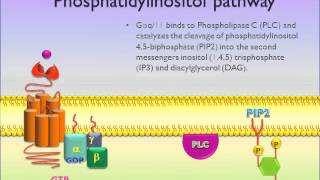 G Protein Coupled Receptors GPCR  Picscience [upl. by Ravo]